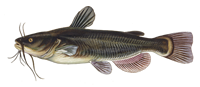 Chat de pescado
